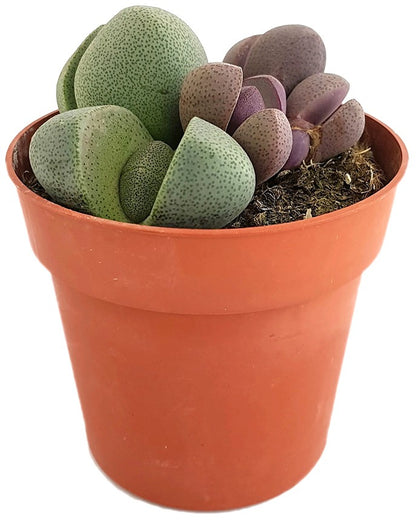 Pleiospilos nelii - bunte lebende Steine Set