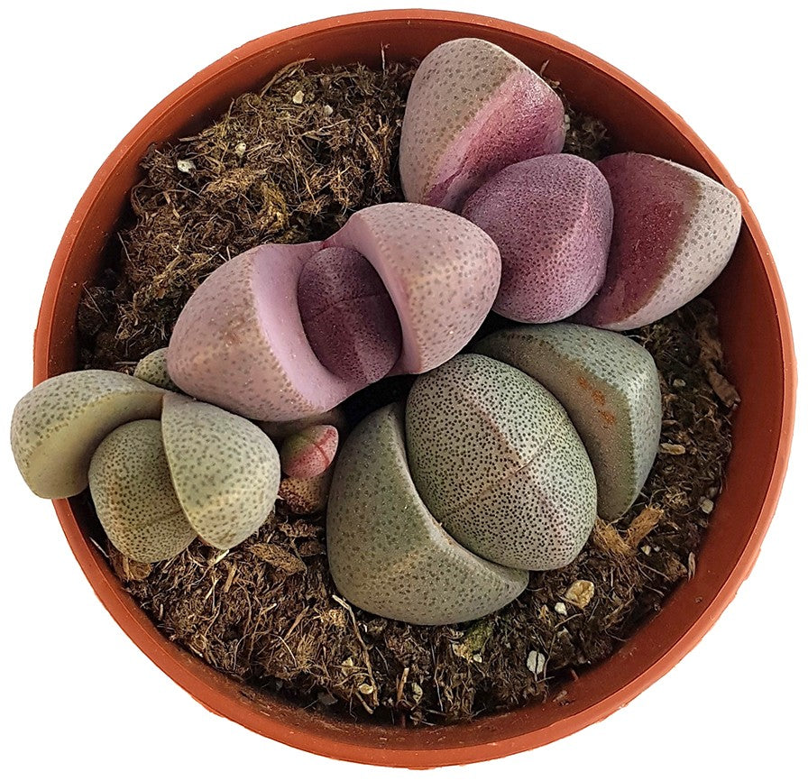 Pleiospilos nelii - bunte lebende Steine Set