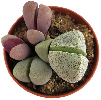 Pleiospilos nelii - bunte lebende Steine Set