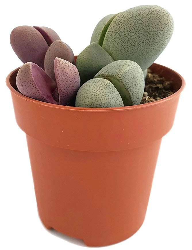 Pleiospilos nelii - bunte lebende Steine Set