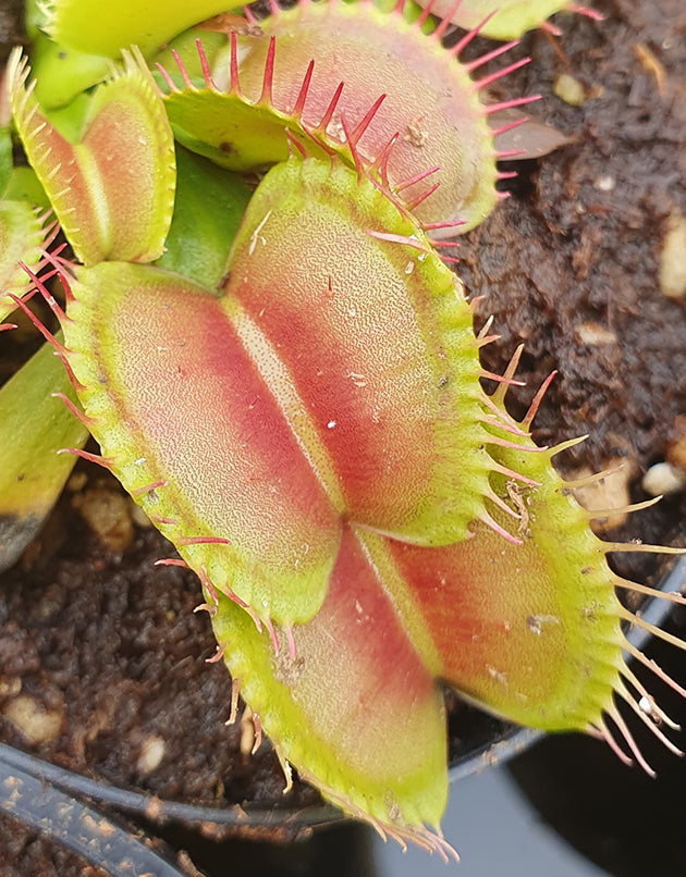 Dionaea muscipula &quot;Burbanks Best&quot;