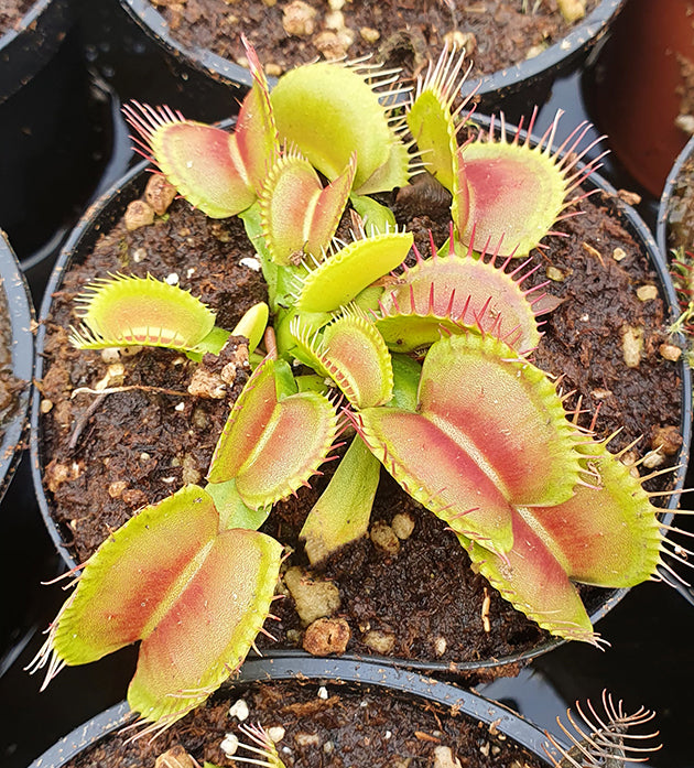 Dionaea muscipula &quot;Burbanks Best&quot;