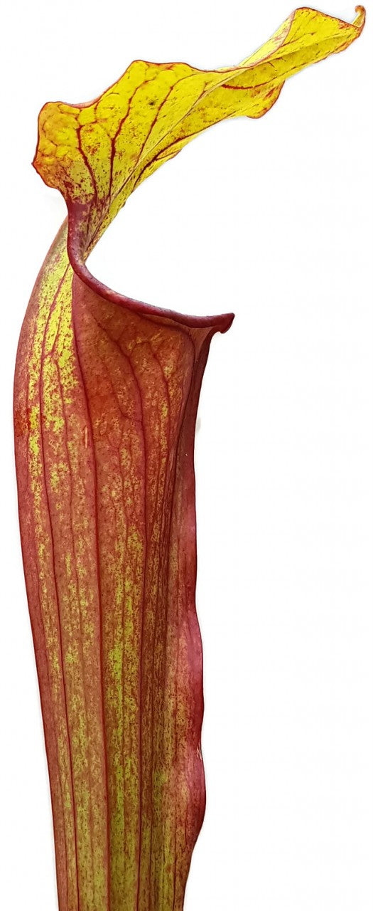 Sarracenia &quot;Burning Candles&quot; Fangblatt Exklusive Hybride