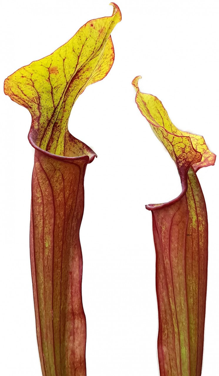 Sarracenia &quot;Burning Candles&quot; Fangblatt Exklusive Hybride