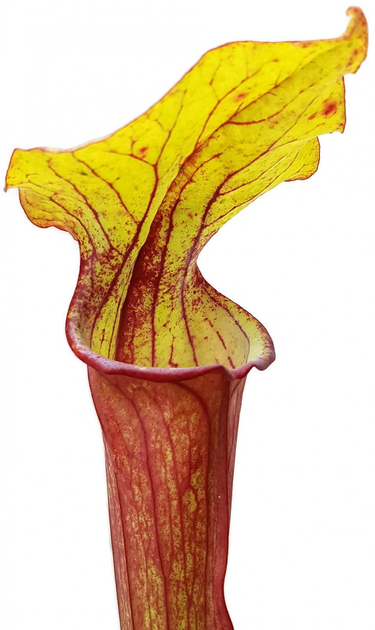 Sarracenia &quot;Burning Candles&quot; Fangblatt Exklusive Hybride