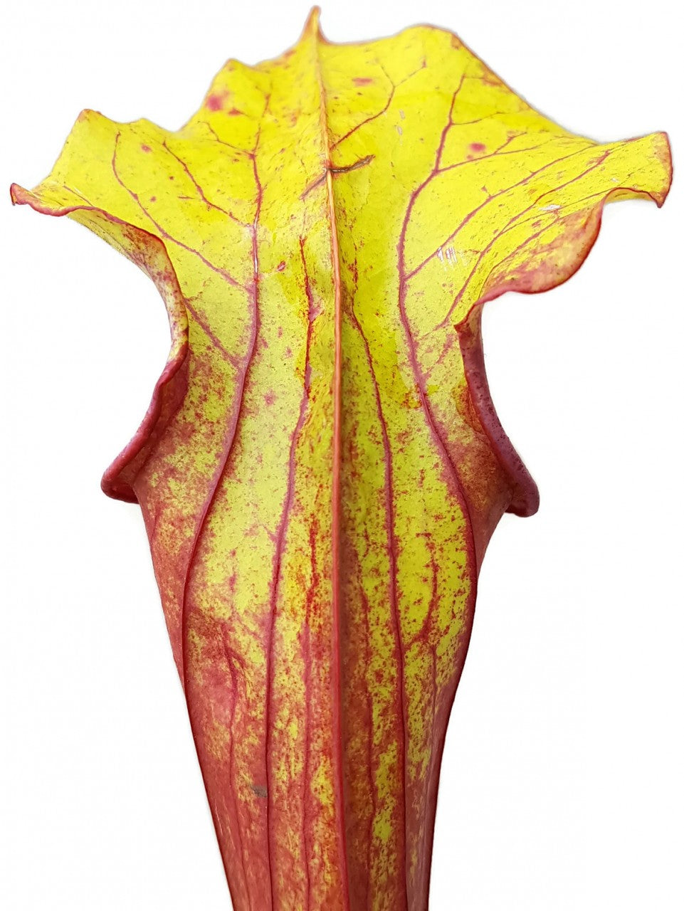 Sarracenia &quot;Burning Candles&quot; Fangblatt Exklusive Hybride