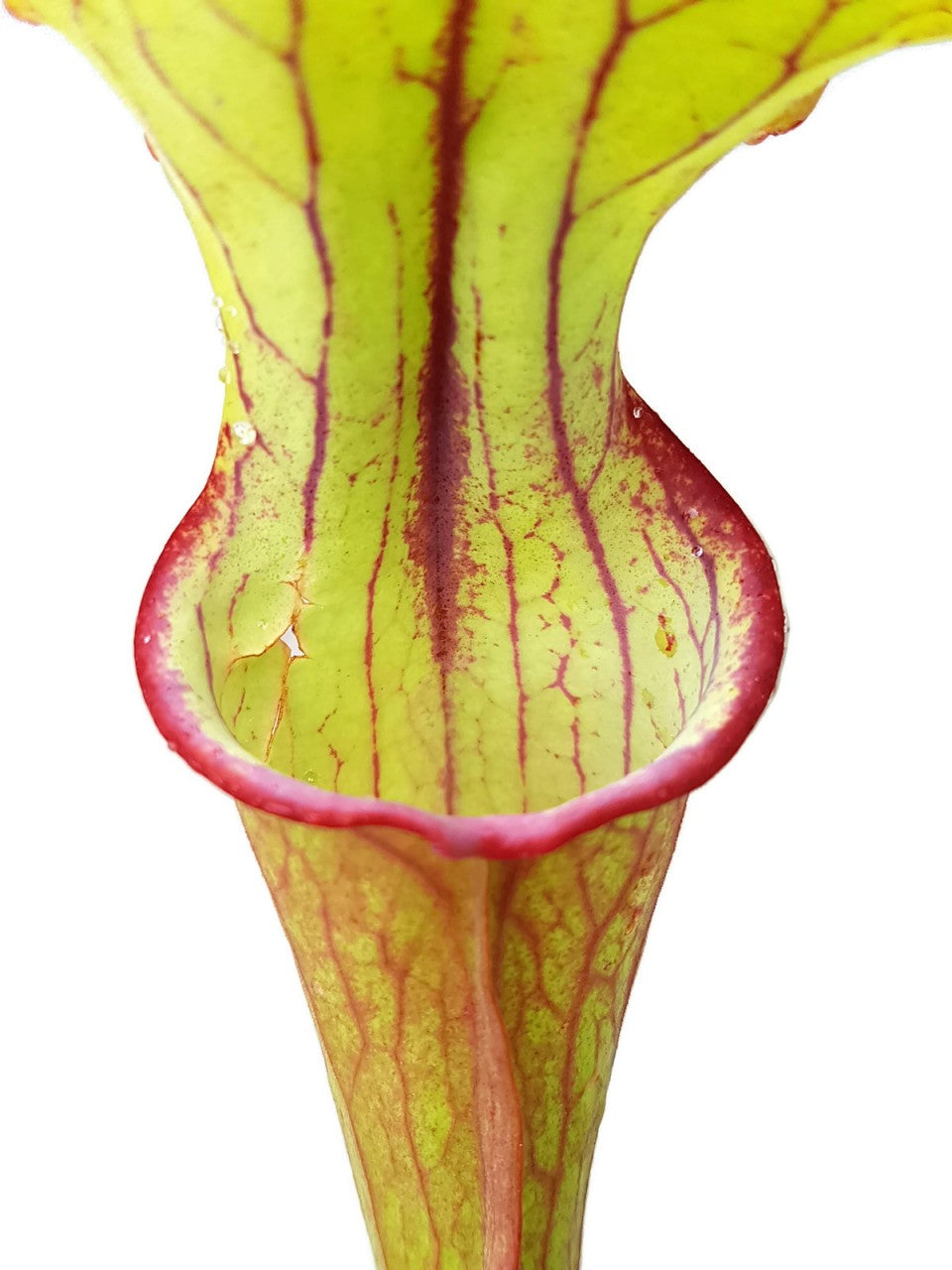 Sarracenia &quot;Burning Candles&quot; Fangblatt Exklusive Hybride