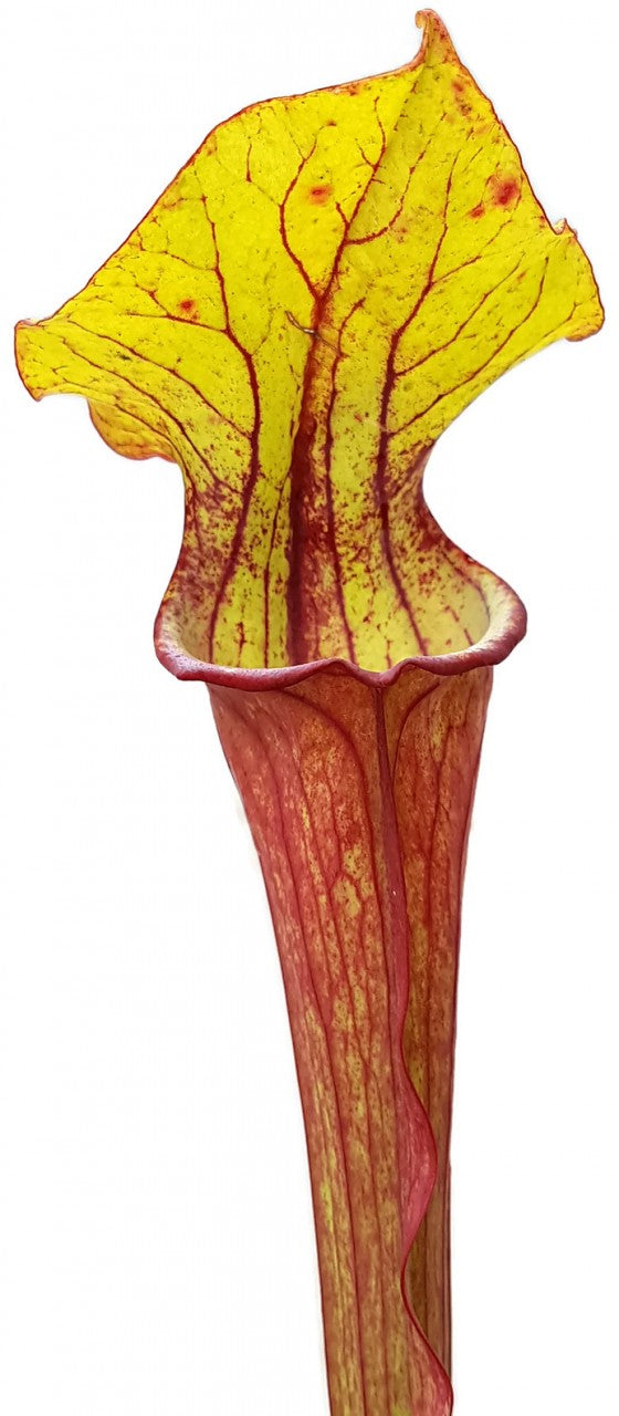 Sarracenia &quot;Burning Candles&quot; Fangblatt Exklusive Hybride