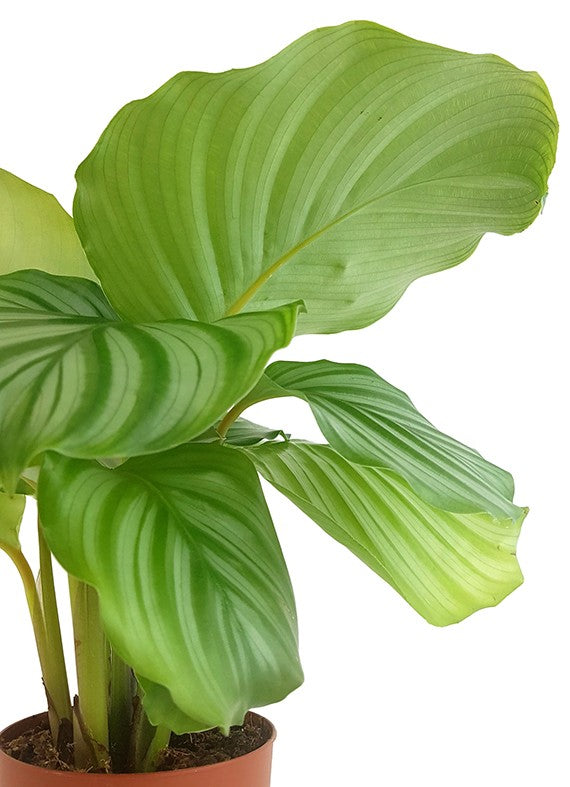 Calathea orbifolia - gestreifte Korbmarante