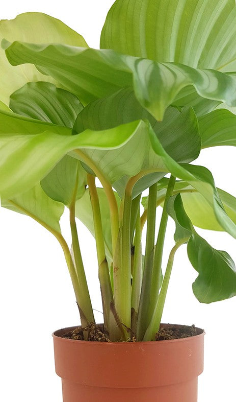 Calathea orbifolia - gestreifte Korbmarante