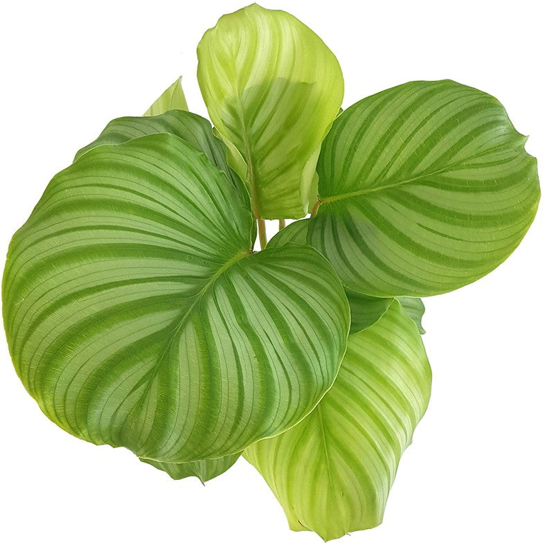 Calathea orbifolia - gestreifte Korbmarante