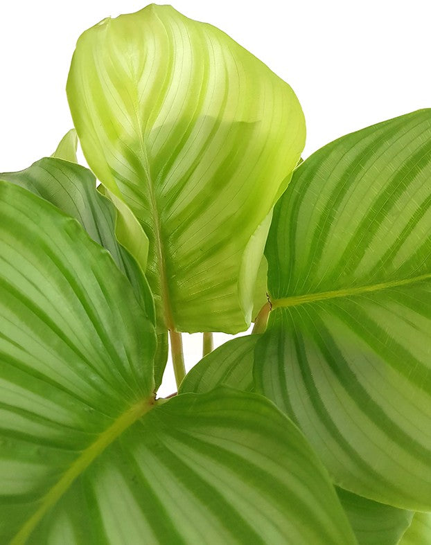 Calathea orbifolia - gestreifte Korbmarante