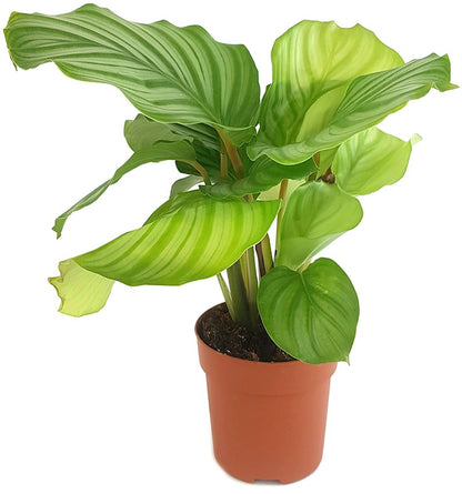 Calathea orbifolia - gestreifte Korbmarante