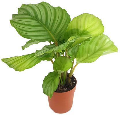 Calathea orbifolia - gestreifte Korbmarante