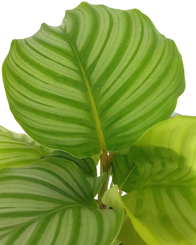 Calathea orbifolia - gestreifte Korbmarante