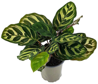 Calathea makoyana - Pfauen-Korbmarante