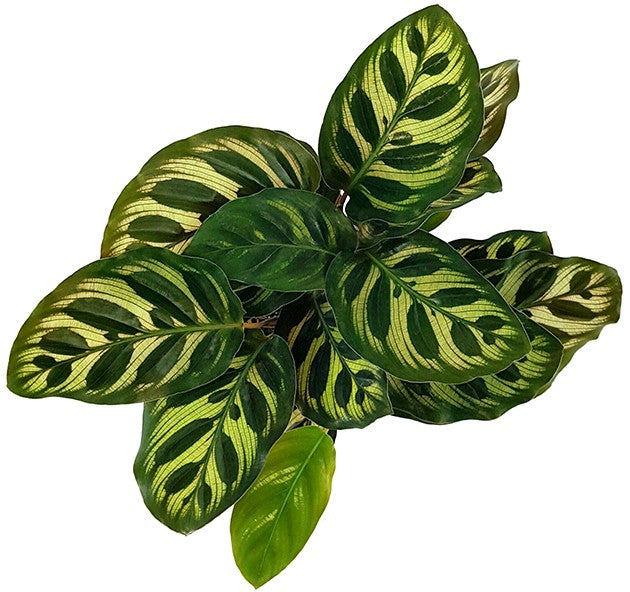 Calathea makoyana - Pfauen-Korbmarante