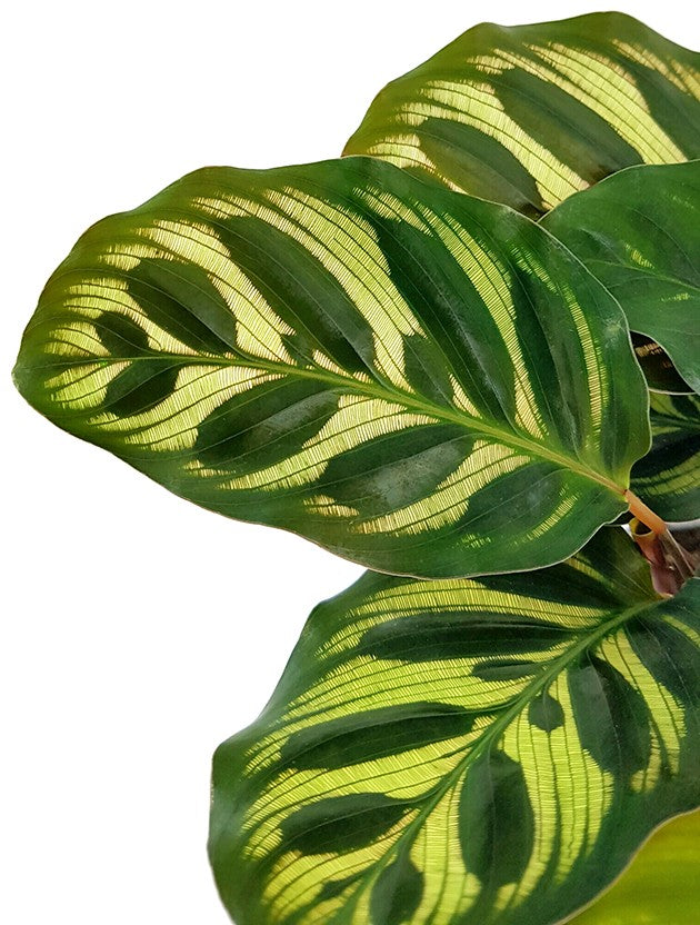 Calathea makoyana - Pfauen-Korbmarante