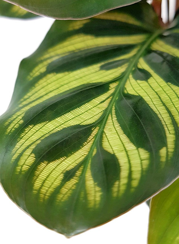 Calathea makoyana - Pfauen-Korbmarante