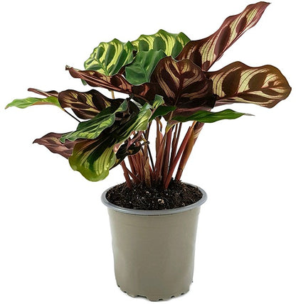 Calathea makoyana - Pfauen-Korbmarante