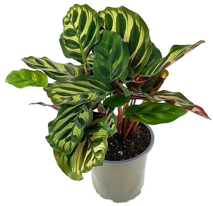 Calathea makoyana - Pfauen-Korbmarante