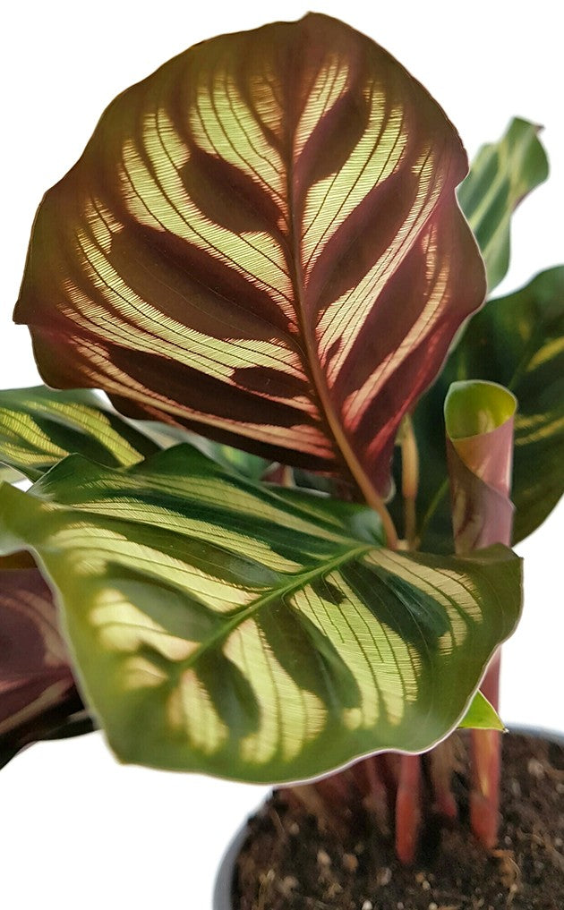 Calathea makoyana - Pfauen-Korbmarante