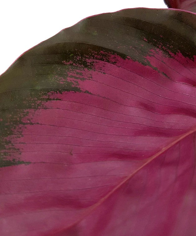 Calathea roseopicta &quot;Rosy&quot; - violette Korbmarante