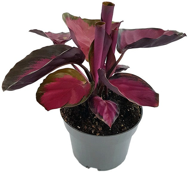 Calathea roseopicta &quot;Rosy&quot; - violette Korbmarante