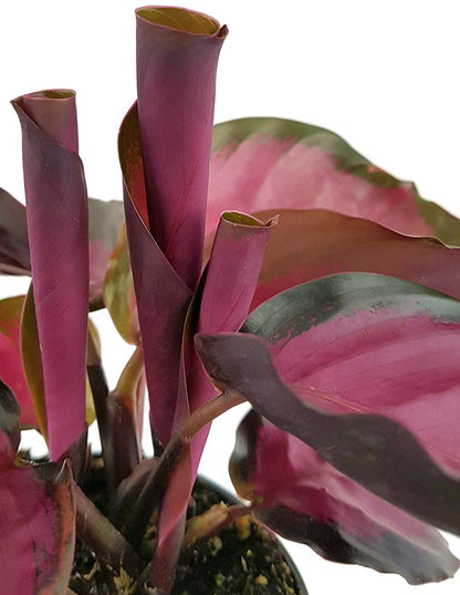 Calathea roseopicta &quot;Rosy&quot; - violette Korbmarante