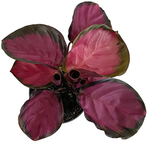 Calathea roseopicta &quot;Rosy&quot; - violette Korbmarante