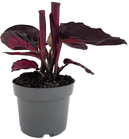 Calathea roseopicta &quot;Rosy&quot; - violette Korbmarante