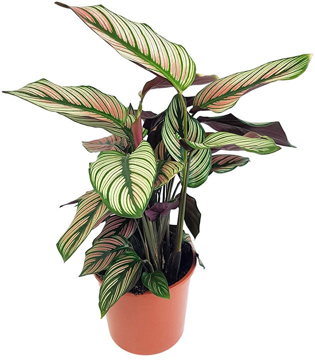 Calathea &quot;White Star&quot; - Korbmarante