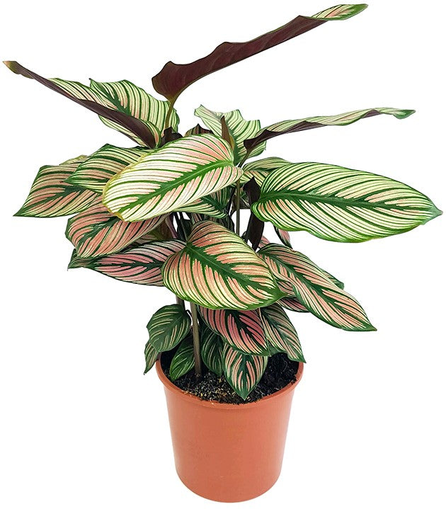 Calathea &quot;White Star&quot; - Korbmarante