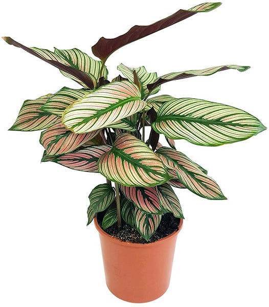 Calathea 