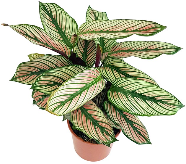 Calathea &quot;White Star&quot; - Korbmarante