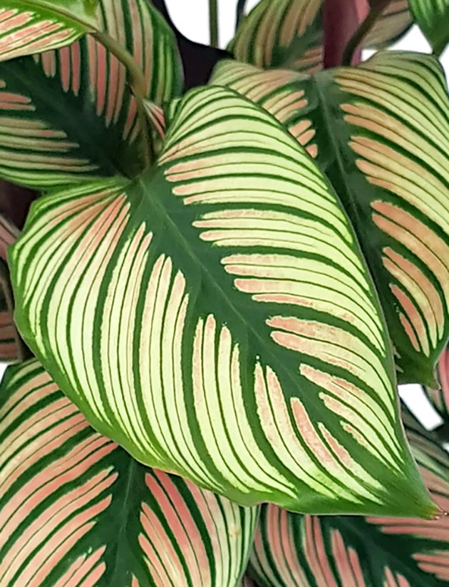 Calathea "White Star" - Korbmarante