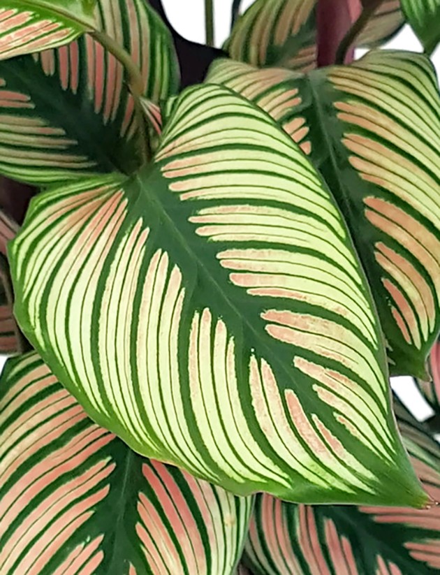 Calathea &quot;White Star&quot; - Korbmarante