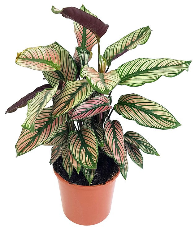 Calathea &quot;White Star&quot; - Korbmarante