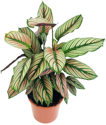 Calathea &quot;White Star&quot; - Korbmarante