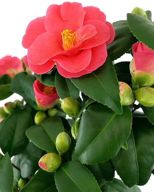 Camellia &quot;Principessa Baciocchi&quot; - japanische Kamelie