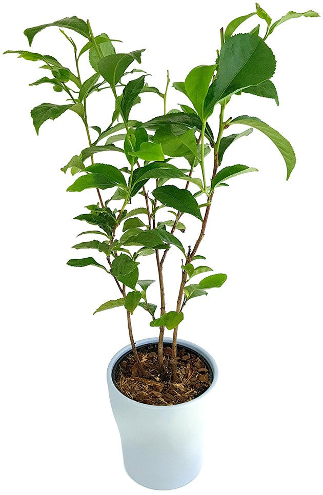 Camellia sinensis - echte Teepflanze