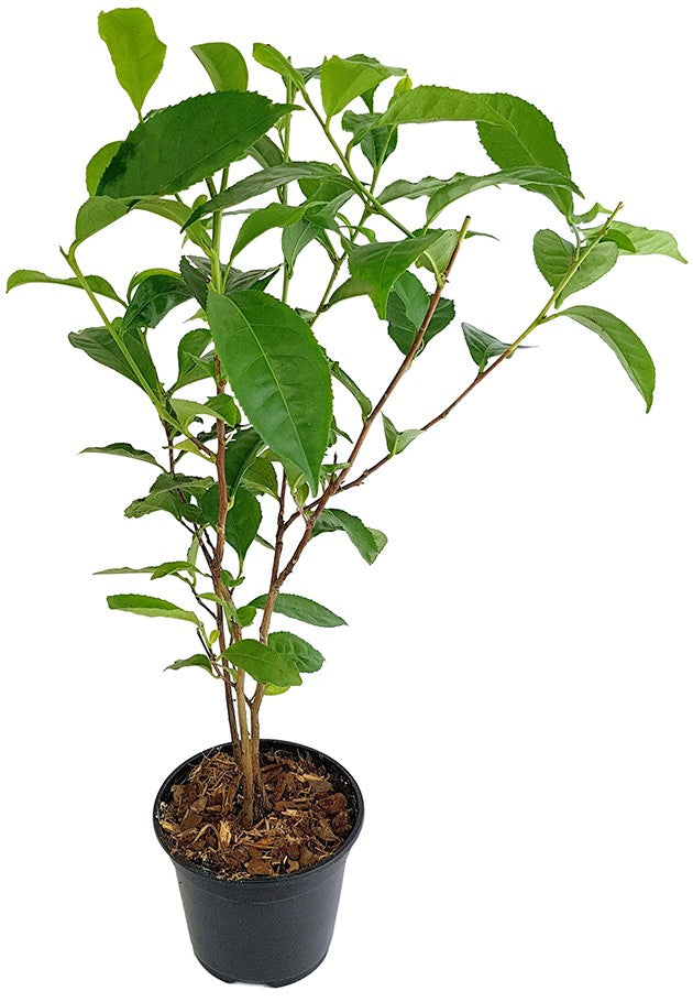 Camellia sinensis - echte Teepflanze