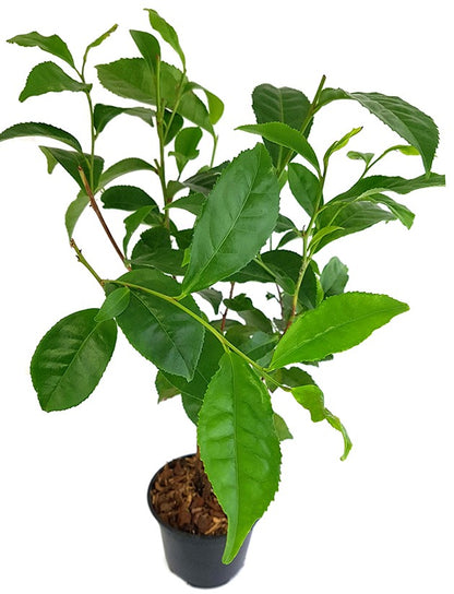 Camellia sinensis - echte Teepflanze