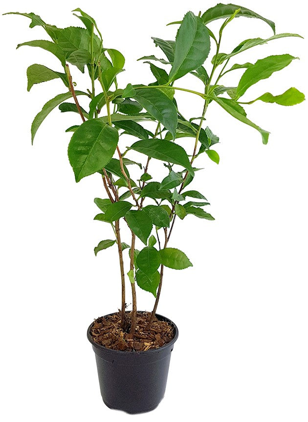 Camellia sinensis - echte Teepflanze