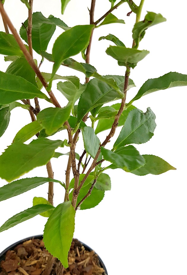 Camellia sinensis - echte Teepflanze