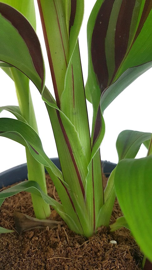 Canna Cleopatra - indisches Blumenrohr