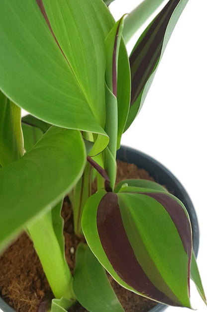 Canna Cleopatra - indisches Blumenrohr