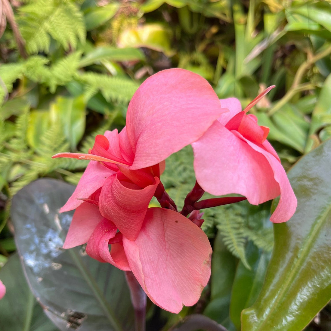 Canna Hybride - rosa blühendes Blumenrohr