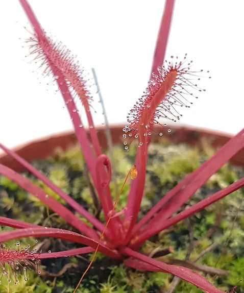 Drosera Capensis &quot;All Red&quot; - Samen