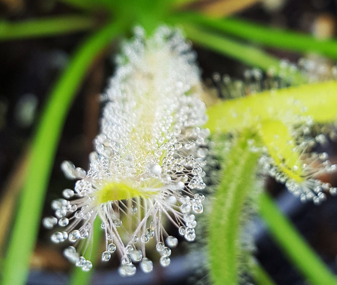 Drosera Capensis "Alba" - Samen